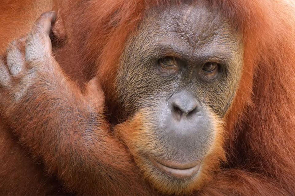 New Orleans: Audubon Zoo Ticket and Combination Option - Zoo Experience and Highlights