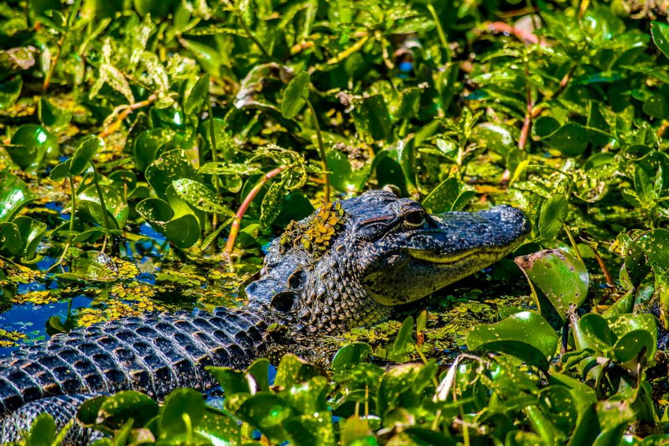New Orleans: Oak Alley Plantation and Swamp Cruise Day Trip - Cancellation Policy