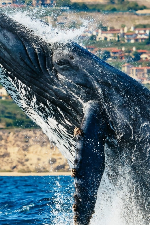 Newport Beach: 2-Hour Whale Watching Tour - Wildlife Experience