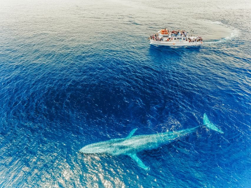 Newport Beach: 2-Hour Whale Watching Tour - Inclusions