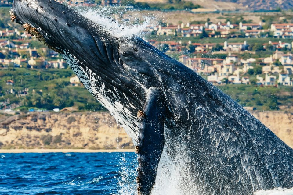 Newport Beach: 2-Hour Whale Watching Tour - Customer Feedback