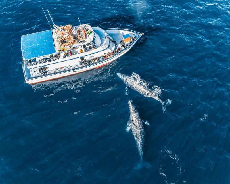 Newport Beach: 2-Hour Whale Watching Tour - Reservation & Cancellation