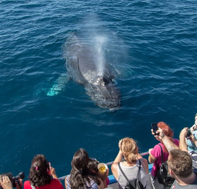 Newport Beach: Year-Round Whale Watching Cruise - Whale Species and Viewing Opportunities