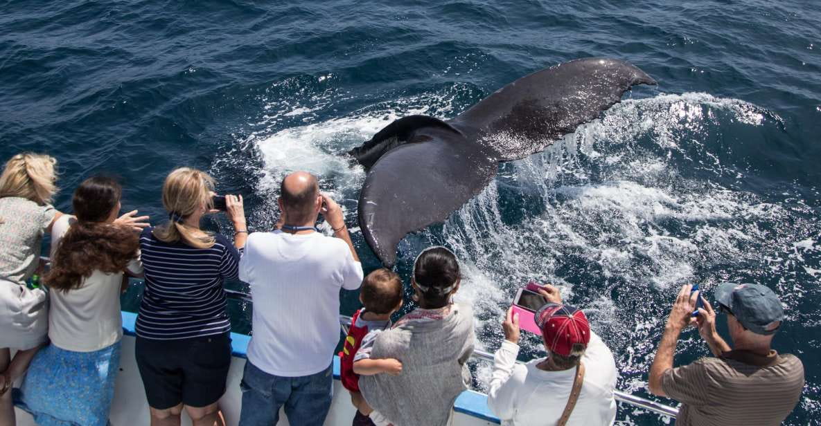 Newport Beach: Year-Round Whale Watching Cruise - Vessel Information and Amenities