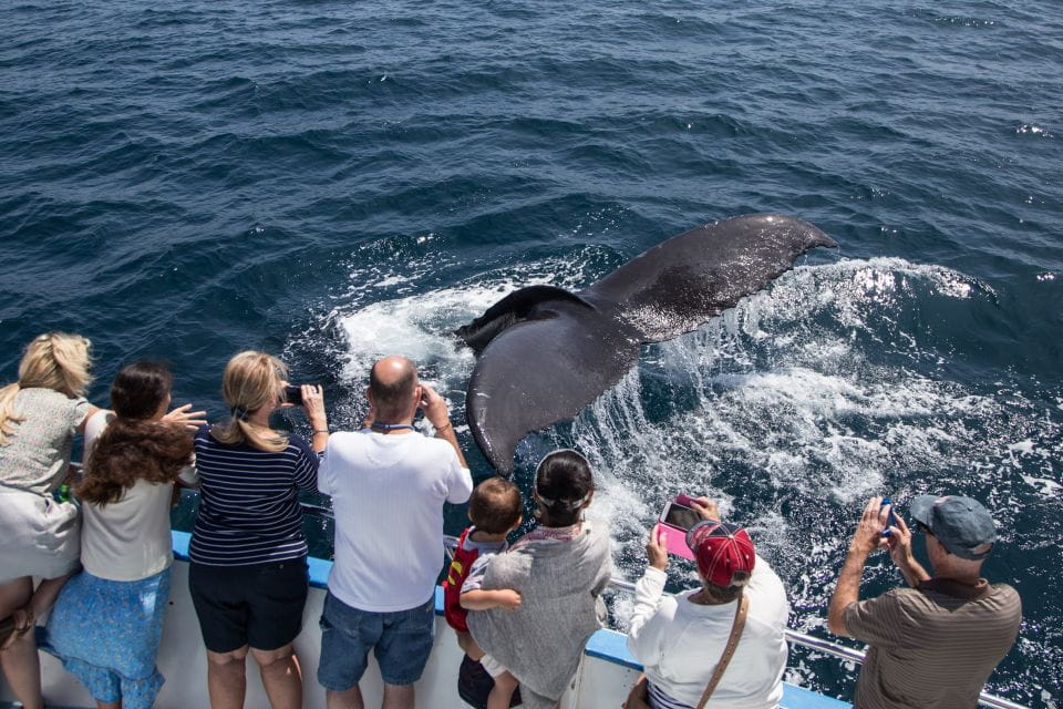 Newport Beach: Year-Round Whale Watching Cruise - Customer Reviews and Feedback