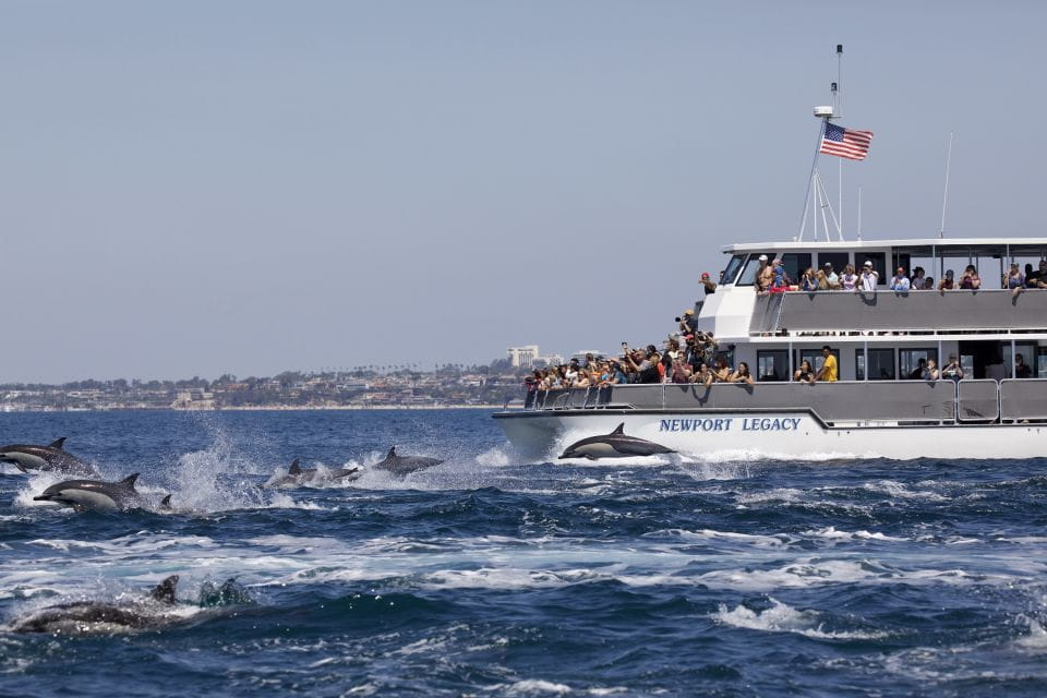 Newport Beach: Year-Round Whale Watching Cruise - Marine Ecosystem and Conservation