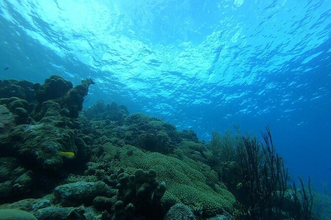 Night Diving At Caribbean Sea - Health and Safety Guidelines