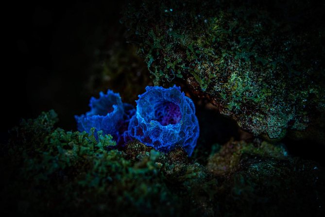 Night Shore Diving Mangel Halto Aruba for Certified Divers - Dive Sites: Mangel Halto Reef and The Hole in the Wall