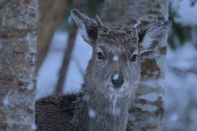 Night Time Snowshoe Hike in Shiretoko National Park - Equipment Rental Options