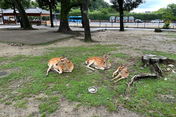 No Emission Car Nara Private Tour From Kyoto With Japanese Guide - Inclusions