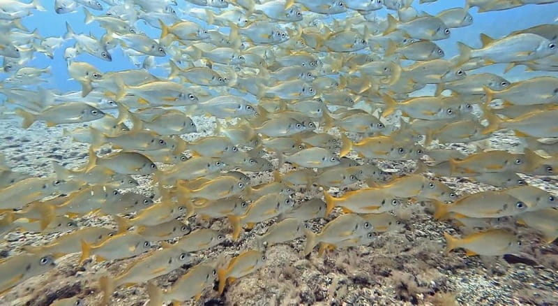 No Experience Needed-Discover Scuba Diving with Pickup - Key Points / Takeaways