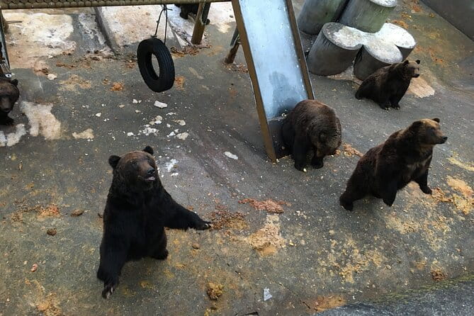 Noboribetsu Bear Park Admission Ticket | Hokkaido - Operating Hours and Seasonal Availability