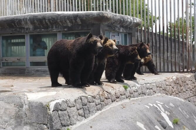 Noboribetsu Bear Park Admission Ticket | Hokkaido - What to Expect During Your Visit