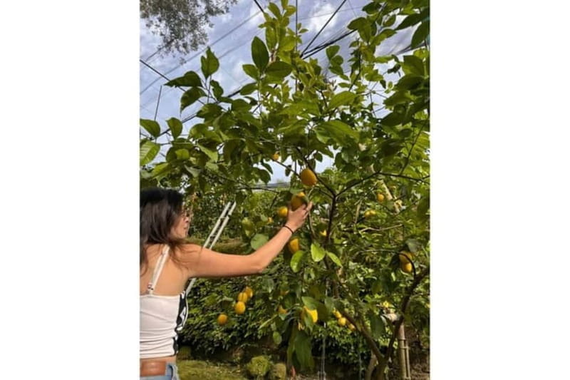 Nonna Concettina Sorrento lemon tour Lemon Tour - Discovering Sorrento’s Lemon Groves and Their Secrets