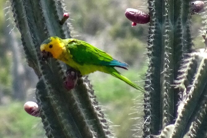 North Bonaire Private Island Tour - Tour Details