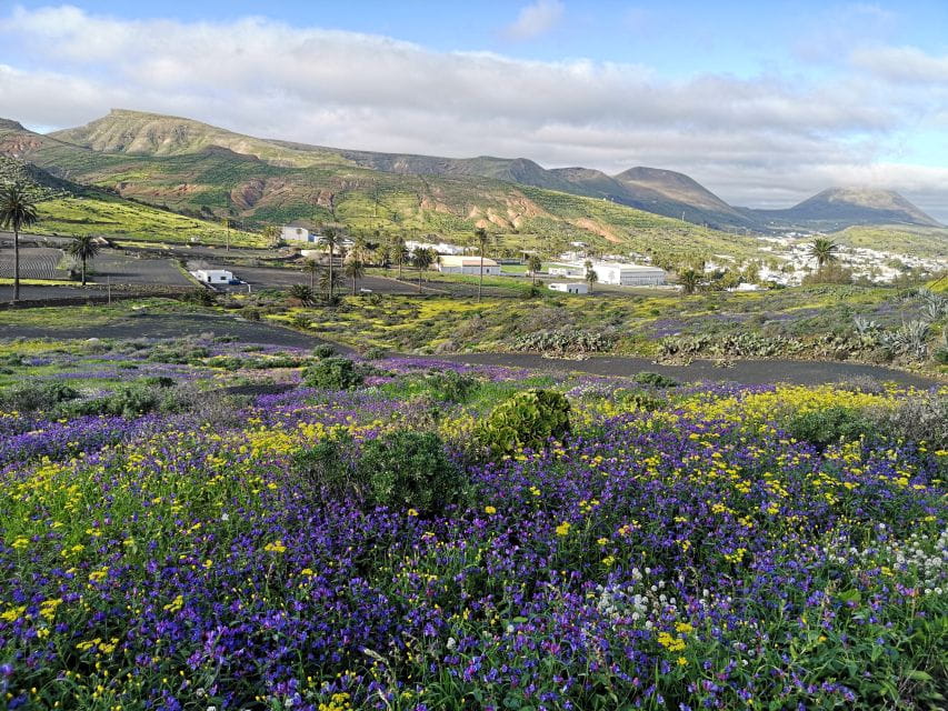 North Lanzarote: Cave, Jameos Del Agua, and Viewpoint - Volcanic Destination