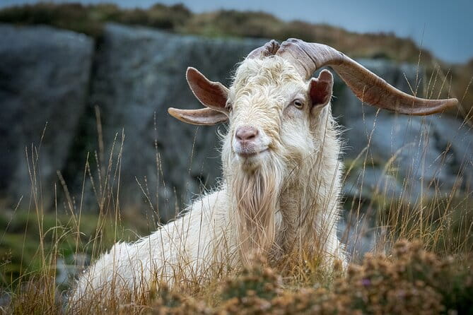 North Wales and Caernarfon Castle day tour from Chester - Exploring the Itinerary: What Makes Each Stop Special?