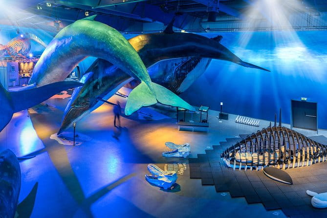 Northern Lights by Boat with a Backup Plan from Reykjavik - Final Thoughts