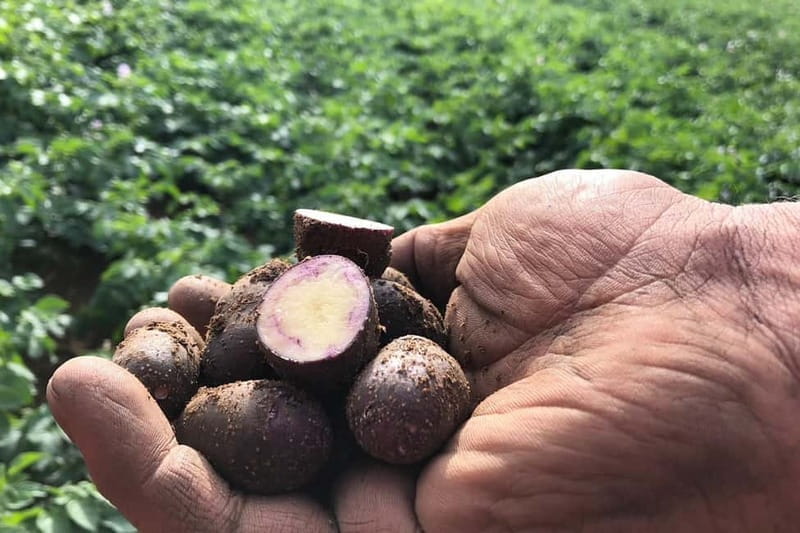 Northumberland: 6 Hour Meet the Makers Food Tour - Price and Practical Tips