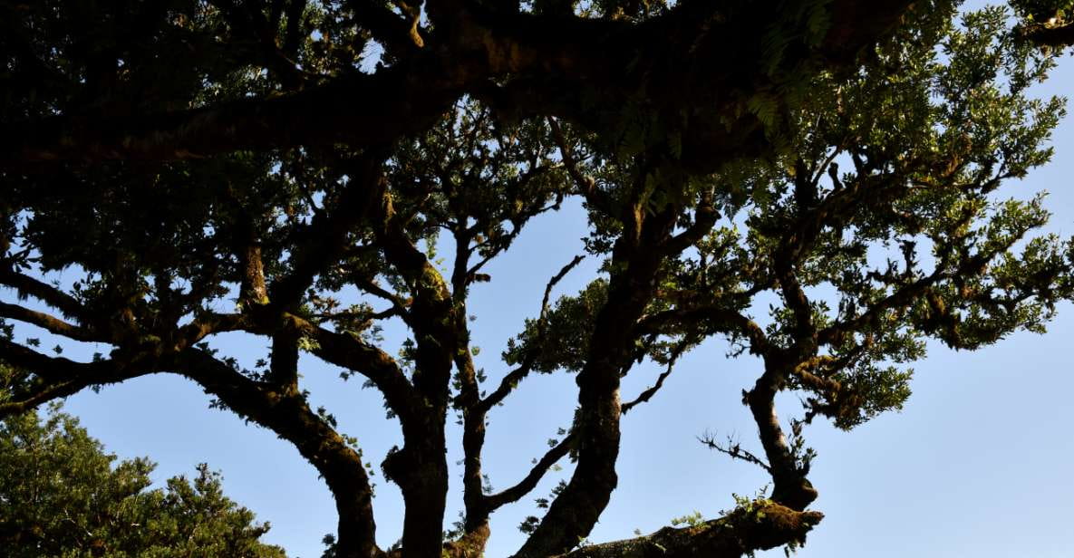 Northwest Tour - Fanal, Achadas Da Cruz and Porto Moniz - Fanal Forest Exploration
