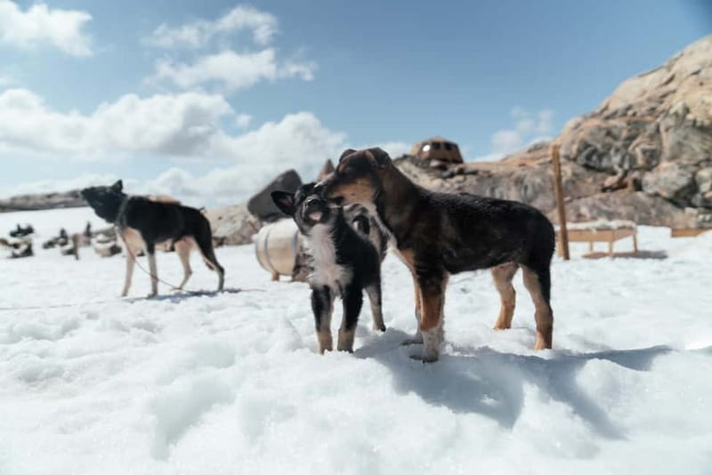 Norway: 2-Day Dogsledding Tour with Glacier Campsite - Key Points / Takeaways