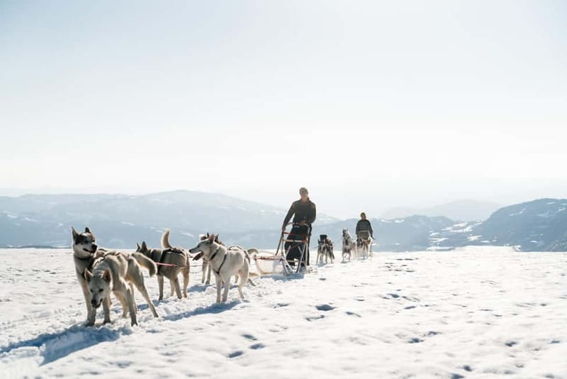 Norway: Half Day Dog Sledding on the Folgefonna Glacier - The Thrill of Dog Sledding on the Glacier