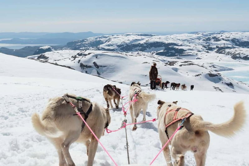 Norway: Half Day Dog Sledding on the Folgefonna Glacier - Returning and Reflecting on the Experience