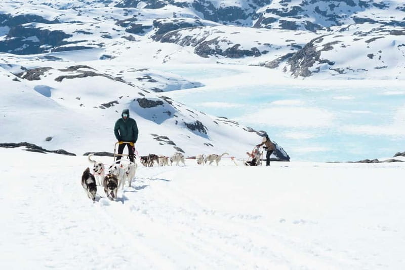 Norway: Half Day Dog Sledding on the Folgefonna Glacier - Who Will Love This?