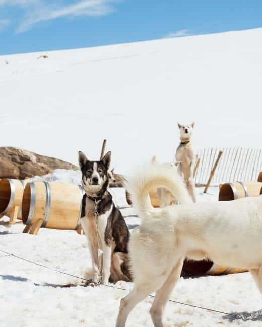 Norway: Half Day Dog Sledding on the Folgefonna Glacier - Final Thoughts
