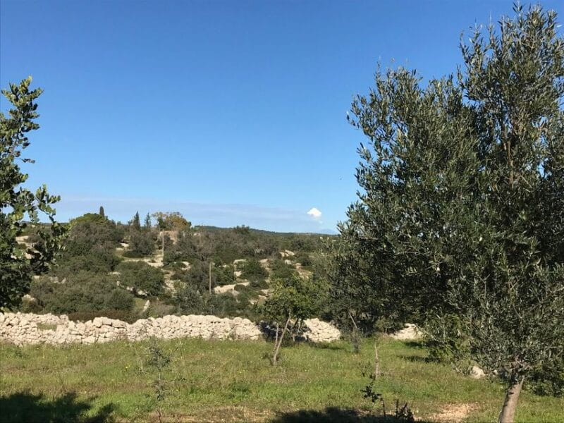 Noto: Farm to Fork in Sicily - Cooking Class in a Farm - Feasting on Your Creations and Local Delights