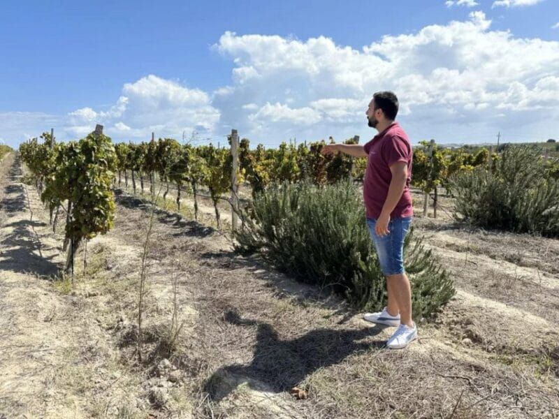 Noto: Wine Tasting and Estate Tour with Local Products - Key Points / Takeaways