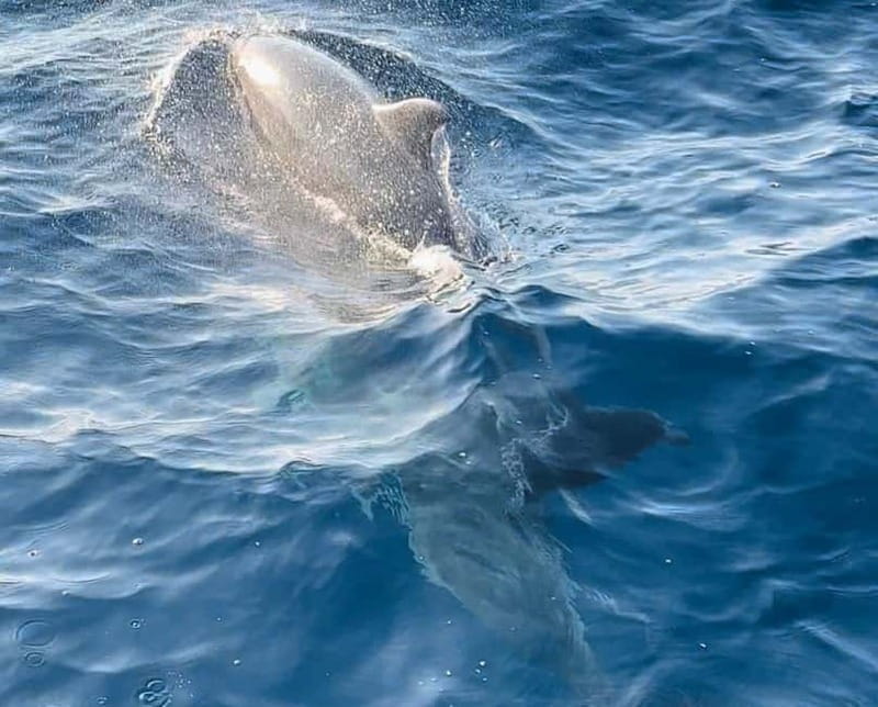 NP Brijuni Island Swimming & Dolphin Watching Sunset Cruise - The Sum Up