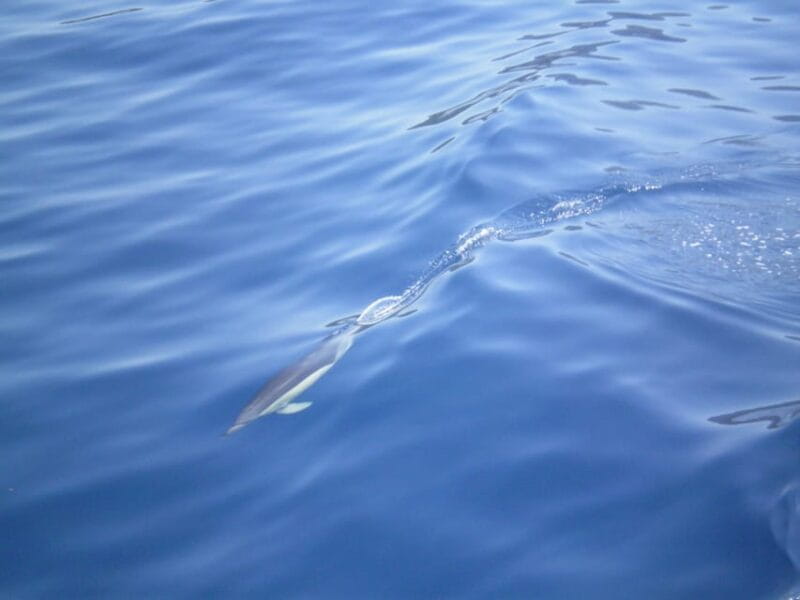 NYDRI: Wooden Boat Cruise to Meganisi & Scorpio - Lefkada - FAQ