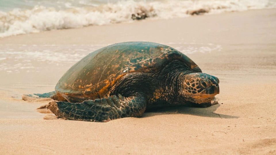 Oahu Circle Island Tour - Best Spots & Beaches - Key Points