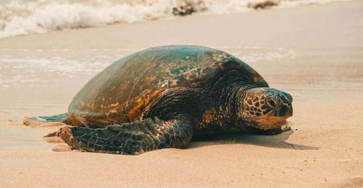 Oahu Circle Island Tour - Best Spots & Beaches - Tour Experience