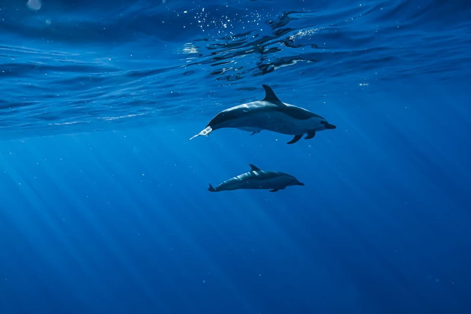 Oahu: Dolphin Swim and Snorkeling Speedboat Tour - Swim With Wild Dolphins