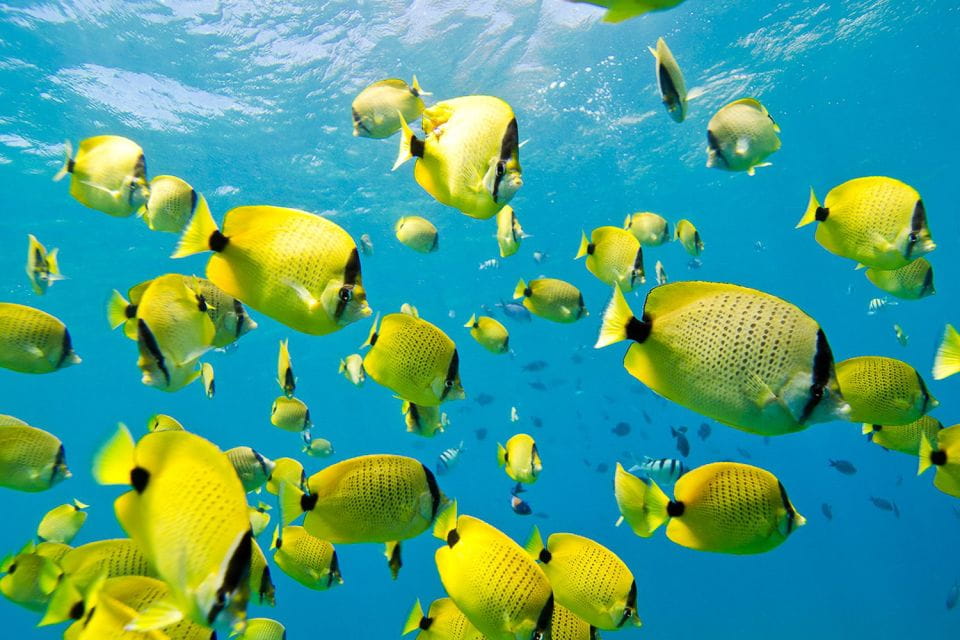 Oahu: Dolphin Swim and Turtle Snorkel Excursion in Waianae - Frequently Asked Questions