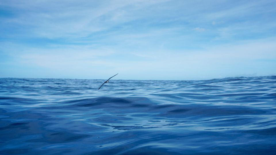 Oahu: Dolphin Watch, Turtle Snorkel, Waterslide Activities, - Highlights