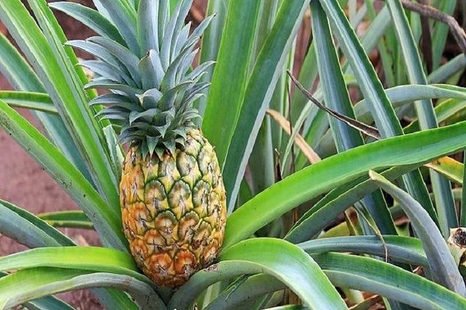 Oahu Grand Circle Island Experience From Waikiki - Tour Experience and Reviews