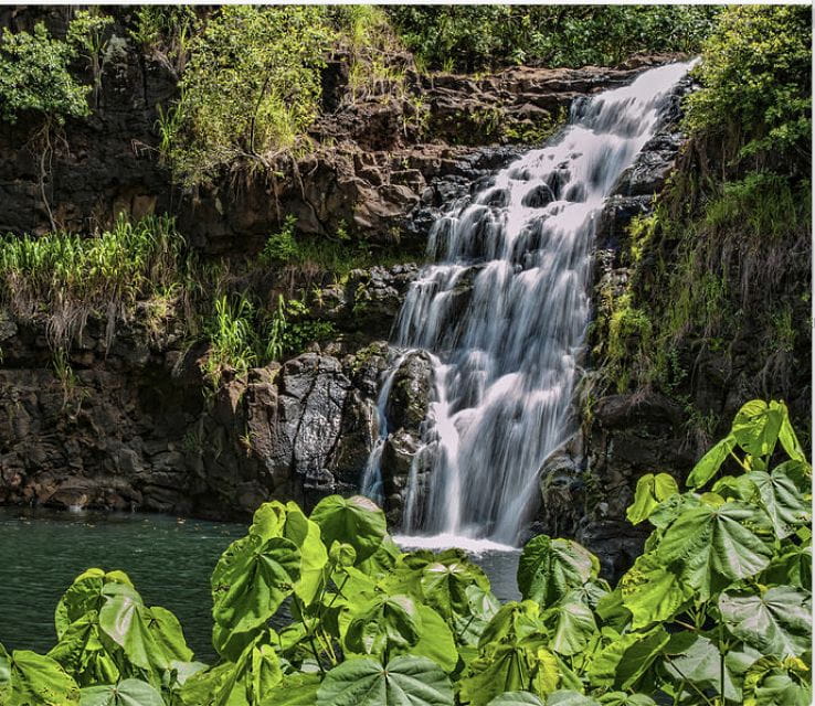 Oahu Hidden Gems & Waimea Botanical Garden/Waterfall Tour - Waimea Valley and Flora