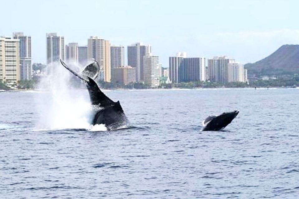 Oahu: Honolulu Whale Watching Cruise - Cancellation and Refund Policy