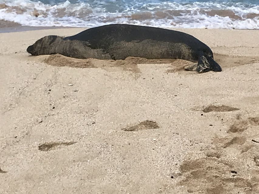 Oahu: Manoa Falls Hike and East Side Beach Day - Lunch and Shrimp Truck