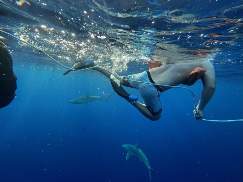Oahu: North Shore Cageless Shark Snorkeling Tour - Marine Life Encounters