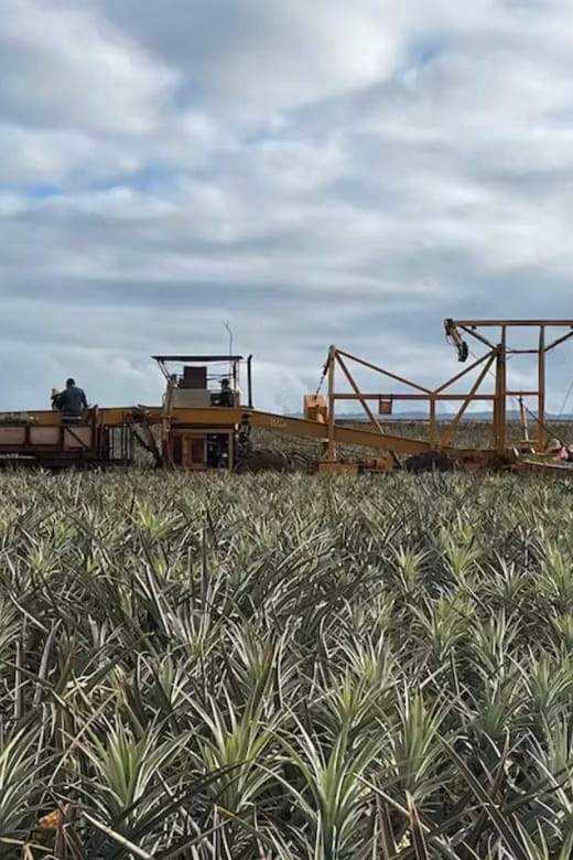 Oahu: North Shore Dole Pineapple Farm Tour - Old Haleiwa Town Exploration