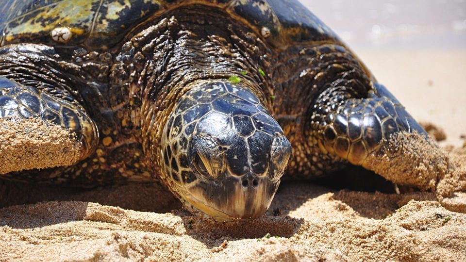 Oahu: Private Custom Island Tour - Discovering the North Shore Beaches