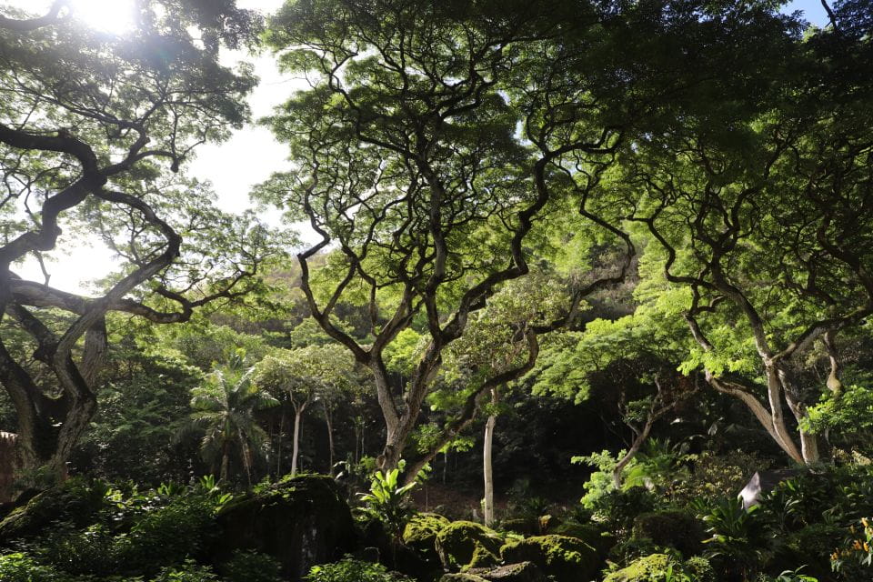Oahu: Valley of Waimea Falls Swim & Hike With Lunch & Dole - Dole Plantation Exploration