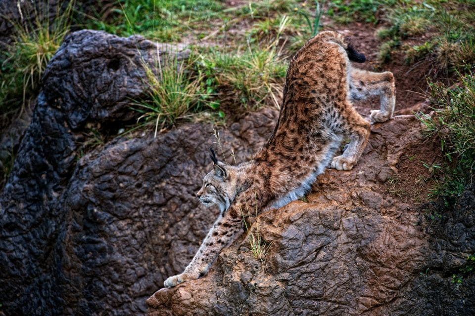Obregón: Cabárceno Nature Park Entry Ticket - Park Accessibility and Directions