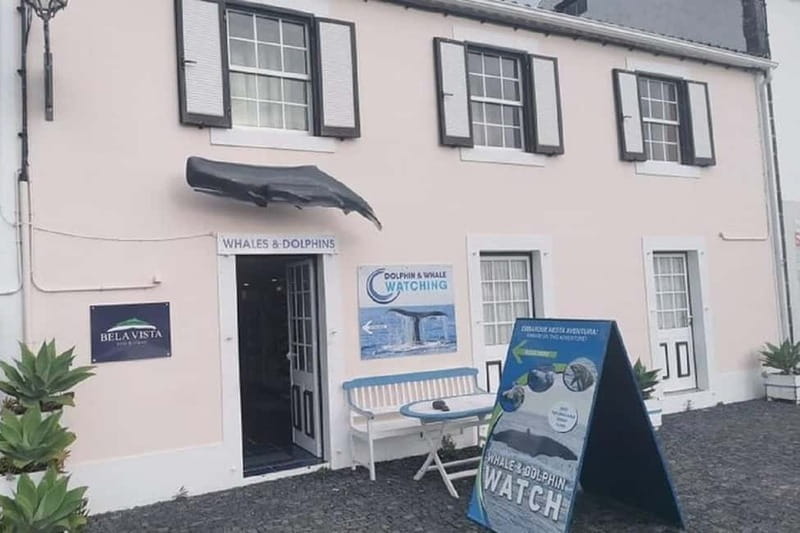 Observation of whales and dolphins in island Pico - Price and Practical Considerations