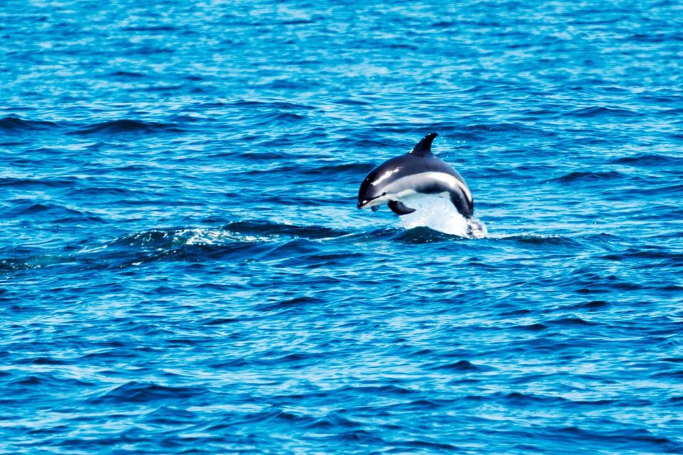 Ocean Path: Acadia Self-Guided Walking Audio Tour - Frequently Asked Questions