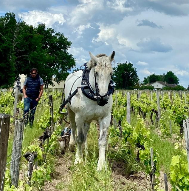 Oenological Exploration at Château Labrie Saint-Émilion Grand Cru - Tour Highlights